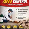 Professional Ant Control Service In Gurgaon For Homes And Offices | Service Mantra