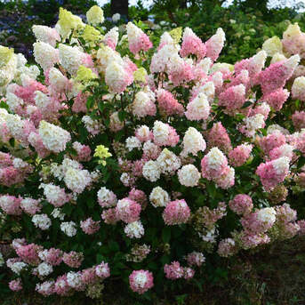 New York, Farm & Garden, USD 59,  Strawberry Sundae Hydrangea Beautiful Garden Shrub