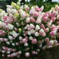USD 59,  Strawberry Sundae Hydrangea Beautiful Garden Shrub