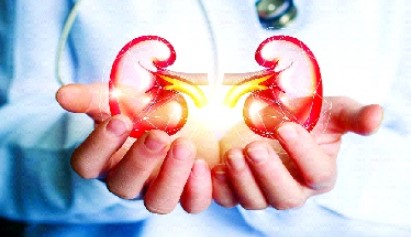 New York, Business, Smart Lifestyle Tips To Maintain Good Kidney Health