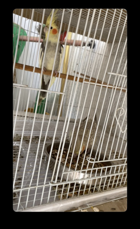 Jeddah, Pet Supplies, SAR 570,  Parrot Cockatiel