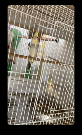 Jeddah, Pet Supplies, SAR 570,  Parrot Cockatiel