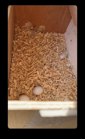 Jeddah, Pet Supplies, SAR 570,  Parrot Cockatiel