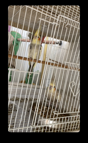 Jeddah, Pet Supplies, SAR 570,  Parrot Cockatiel