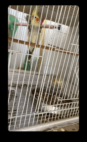 Jeddah, Pet Supplies, SAR 570,  Parrot Cockatiel