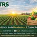 Best Hybrid Seeds Company In India For High Yield Agricultural Seeds
