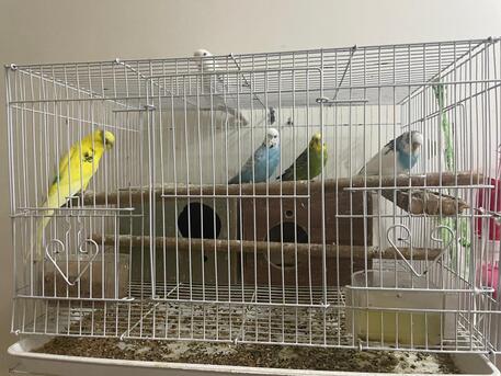 Makkah, Pet Supplies, SAR 160,  Selling 4 Buggies Love Birds With Cage