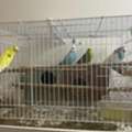 SAR 160,  Selling 4 Buggies Love Birds With Cage
