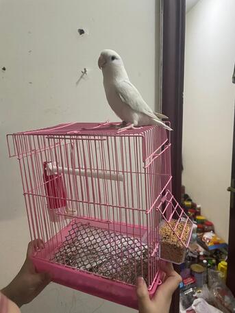 Makkah, Pet Supplies, SAR 100,  LOVE BIRD WHITE WITH CAGE