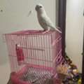 SAR 100,  LOVE BIRD WHITE WITH CAGE