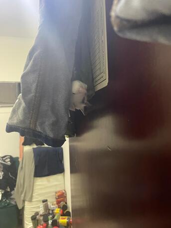 Makkah, Pet Supplies, SAR 100,  LOVE BIRD WHITE WITH CAGE