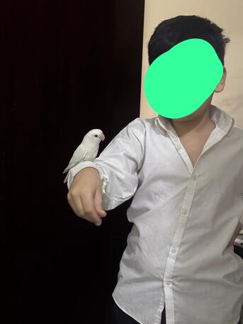 Makkah, Pet Supplies, SAR 100,  LOVE BIRD WHITE WITH CAGE