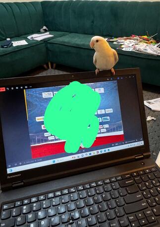 Makkah, Pet Supplies, SAR 100,  LOVE BIRD WHITE WITH CAGE