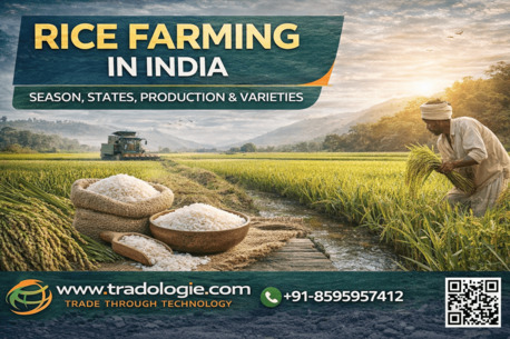 Mumbai, Farm & Garden, INR 2,  Rice Farming In India 2025-26: Season, States, Production & Varieties