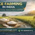 INR 2,  Rice Farming In India 2025-26: Season, States, Production & Varieties