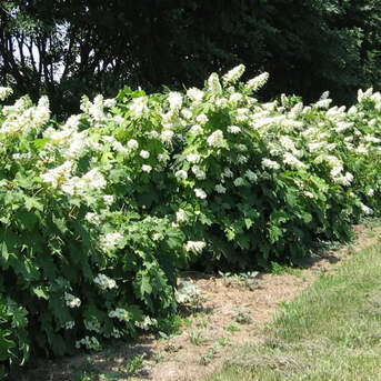 New York, Farm & Garden, USD 59,  Alice Oakleaf Hydrangea Flowering Shrub For Outdoor Gardens