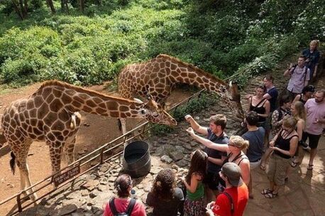 Dar es Salaam, Travel, Join An Affordable Budget Group Safari In Tanzania With Expert Guides