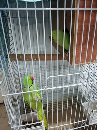 Khobar North, Pet Supplies, SAR 1300,  Ring Neck Green Indian Parrot Breader Pair
