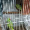 SAR 1300,  Ring Neck Green Indian Parrot Breader Pair
