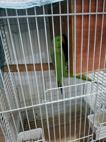 Khobar North, Pet Supplies, SAR 1300,  Ring Neck Green Indian Parrot Breader Pair