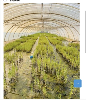 Dammam, Jobs, Gardener/ Majrah Job Rental Dammam  10 Hours Duty  1500 Sr Salary Food Free 2 Hours Overti