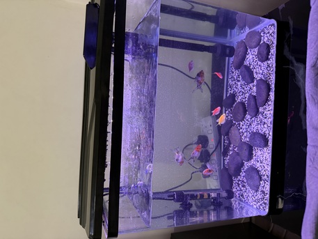 Khobar, Household Items, SAR 350,  FISH AQUARIUM WITH 9 FISH + HEATER