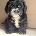 Rare Black Maltipoo (2 Months) - Fully Vaccinated With Records