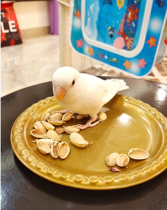 Hofuf, Pet Supplies, SAR 250,  Tamed Love Bird White Colour For Sale With Cage