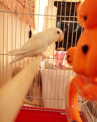 Hofuf, Pet Supplies, SAR 250,  Tamed Love Bird White Colour For Sale With Cage