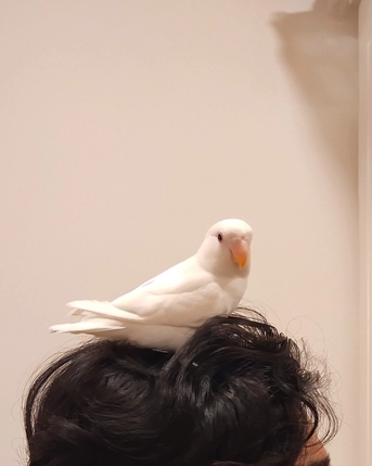 Hofuf, Pet Supplies, SAR 250,  Tamed Love Bird White Colour For Sale With Cage