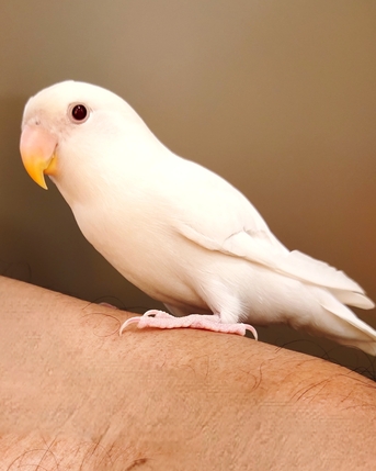 Hofuf, Pet Supplies, SAR 250,  Tamed Love Bird White Colour For Sale With Cage