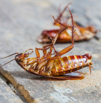 Al Jawhara, Pest Control, ✅✅✅ KITCHEN COCKROACH & BED BUG TREATMENT &ndash; AL JAWHARA KHOBAR ✅ 057 007 6842 ✅