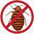 ✅✅✅ BED BUG BITES AT NIGHT? COCKROACHES IN KITCHEN? KHOBAR PEST CONTROL EXPERT ✅ 057 007 6