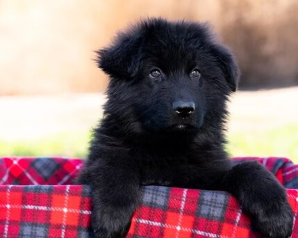 New York, Pet Sitting, Royal Tribes K9