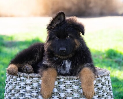 New York, Pet Sitting, Royal Tribes K9