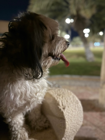 Abqaiq, Pet Supplies, SAR 1000,  Maltese Breed, Well Trained