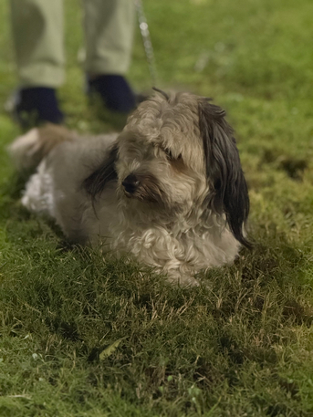 Abqaiq, Pet Supplies, SAR 1000,  Maltese Breed, Well Trained