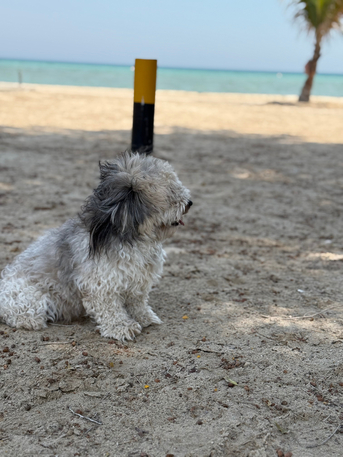 Abqaiq, Pet Supplies, SAR 1000,  Maltese Breed, Well Trained