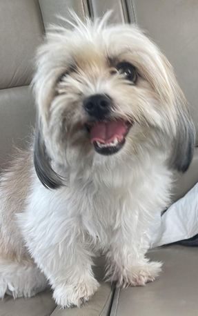 Abqaiq, Pet Supplies, SAR 1000,  Maltese Breed, Well Trained