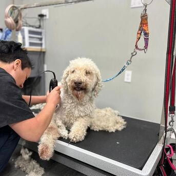Mississauga, Pet Sitting, Professional Dog Grooming In Mississauga For Healthy, Happy Dogs