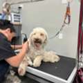 Professional Dog Grooming In Mississauga For Healthy, Happy Dogs