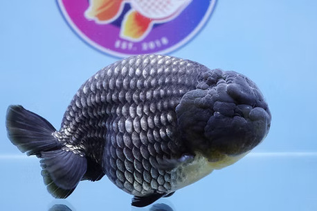 Austin, Pet Supplies, Best Fancy Goldfish In Austin