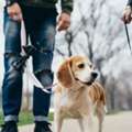 Dog Walking Services In Hyderabad