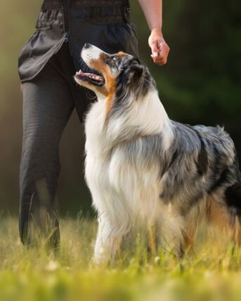 Seattle, Business, Dog Obedience Training In Wickenburg