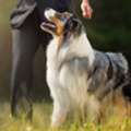 Dog Obedience Training In Wickenburg