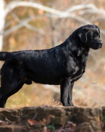 Austin, Business, Labrador Retriever Breeders In AZ