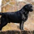 Labrador Retriever Breeders In AZ