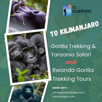 New York, Travel, Affordable Budget Camping Safari In Tanzania With To Kilimanjaro