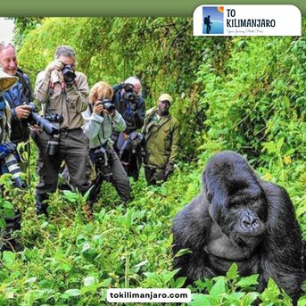 New York, Travel, Affordable Budget Camping Safari In Tanzania With To Kilimanjaro