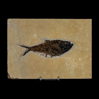 New York, Collectibles, Rare Fish Fossils For Sale From Ancient Prehistoric Seas